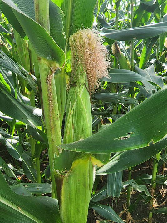 Corn stalk zoomed in. Full image view opens in a new window.